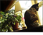 Casio Exilim EX-Z77 - Luna at the window - © 2008 Patia Stephens