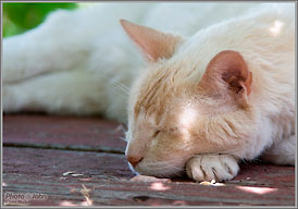 Tamron AF28-300mm F/3.5-6.3 XR Di VC lens sample photo - Cat Nap