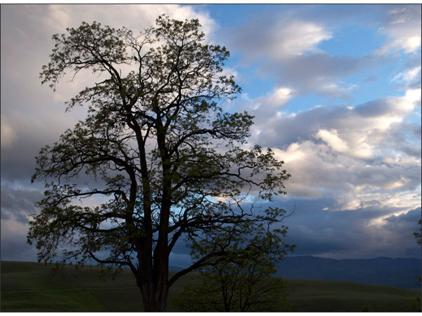 Olympus E-420 Sample Photo - Black Locust Tree