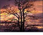 Sony Cybershot DSC-H50 - Black Locust Tree at Sunset by Patia Stephens