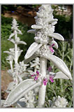 Olympus Stylus 1050 SW - Super Macro Sample Photo