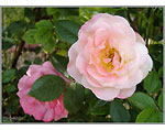 Olympus Stylus 1050 SW - Rose Close-Up