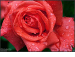 Canon EOS 5D Mark II - Rose With Raindrops