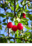 Kodak EasyShare Z980 - Sour Cherries