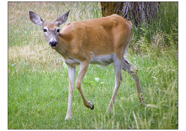 Kodak Z980 Sample Photo - Doe Eyes