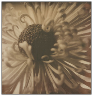 An Open Chrysanthemum - Impossible Project test shot by Nancy L. Stockdale