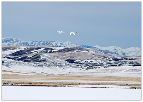 Freezeout Lake Bird Migration by Patia Stephens