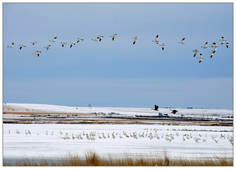Freezeout Lake Bird Migration by Patia Stephens
