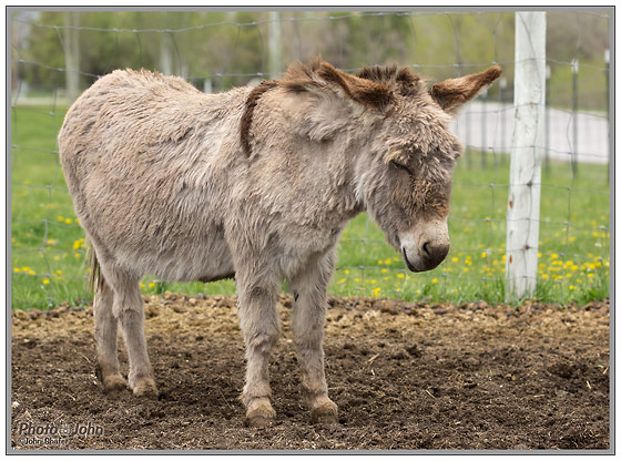 Sony Alpha SLT-A55 - Fuzzy Donkey