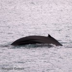 Olympus E-P3 - breaching whale photo