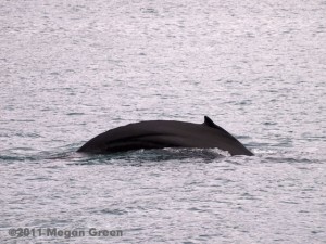 Olympus E-P3 - breaching whale photo