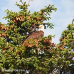 Olympus E-P3 - bald eagle photo