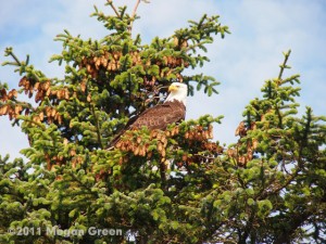 Olympus E-P3 - bald eagle photo