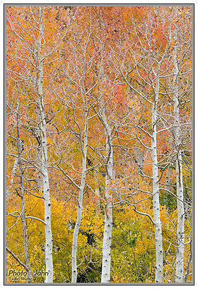 Nikon D3100 - Fall Aspens