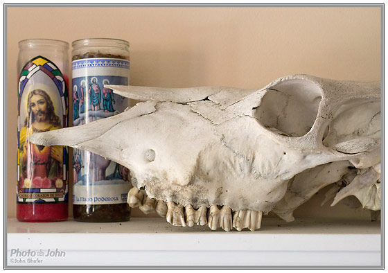 Nikon D3100 - Cow Skull & Candles