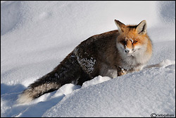 Fox In Snow -by carlogalliani