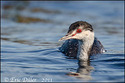 Horned Grebe - by Eric D