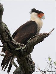 Crested Caracara photo - by randimal