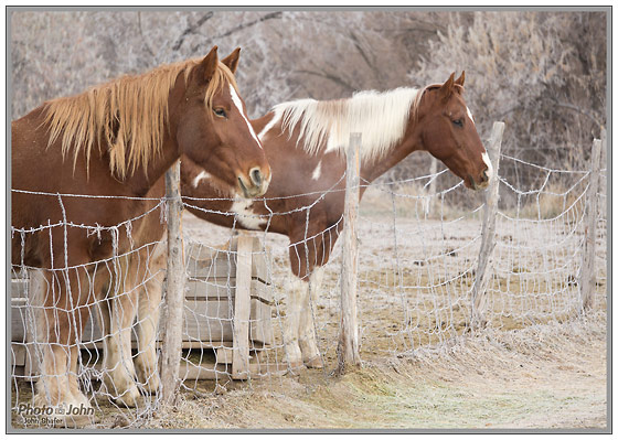 Winter Morning Horses