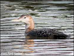 Yellow-billed Loon - by randimal