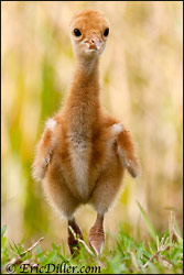 Sandhill Crane Colts - by Eric D