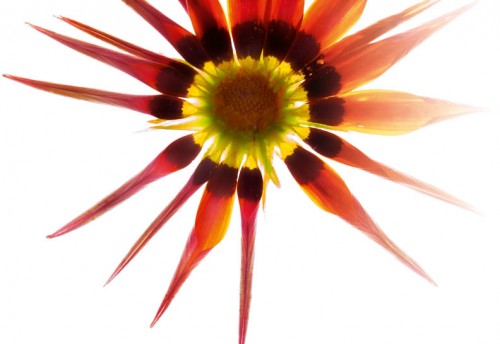 Gazania - © Harold Davis