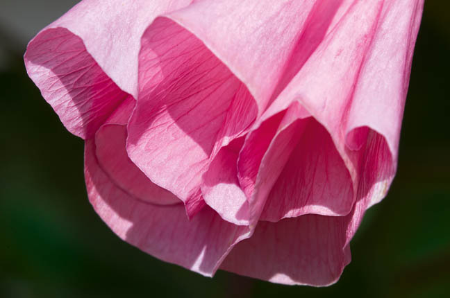 Pink Mallow - © Harold Davis