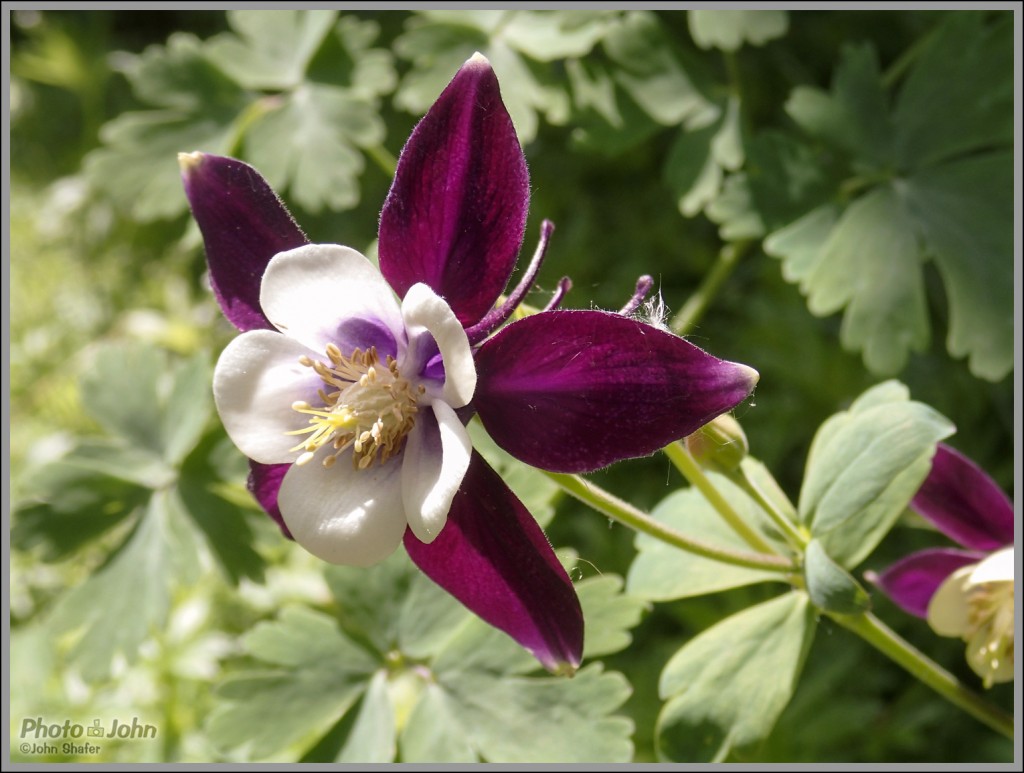 Columbine Macro 1 - Olympus Tough TG-1 - ISO 100