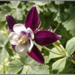 Columbine Macro 1 - Olympus Tough TG-1 - ISO 100