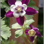 Columbine Macro 1 - Olympus Tough TG-1 - ISO 200