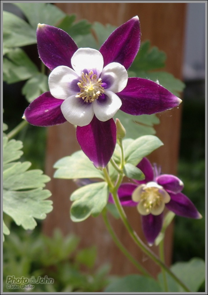 Columbine Macro 1 - Olympus Tough TG-1 - ISO 200