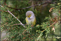 White eyed Vireo - by hb1944