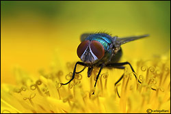 On the dandelion - by carlogalliani