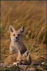 Fox Pups - by jaimej26