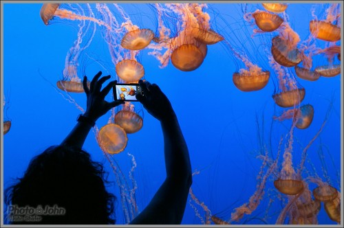 Canon EOS 5D Mark III - Jellyfish Photographer - ISO 3200