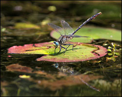 Lilypad Clubtail - by Mike T