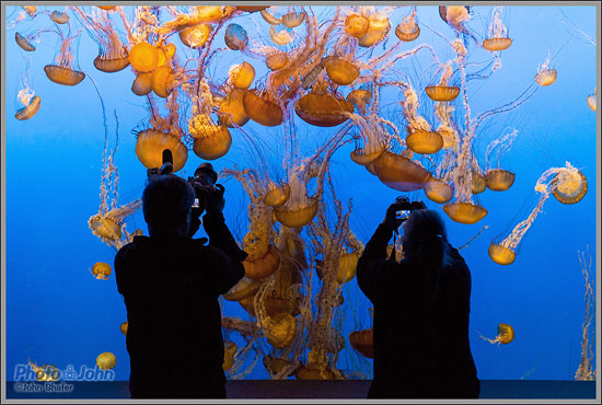 Sony Alpha A99 - ISO 3200 Jellyfish