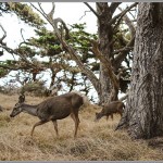 Sony RX1 - Pt. Lobos Deer