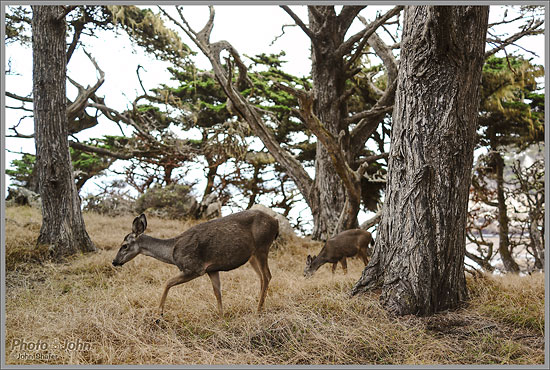 Sony RX1 - Pt. Lobos Deer