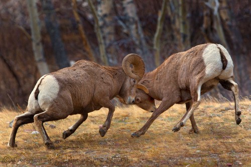 Bighorns In Rut by jaimej26