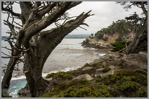 Sony Alpha NEX-6 - Point Lobos Landscape Photo