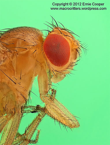 Stacked Macro Photograph of a Fruit Fly by  Ecooper