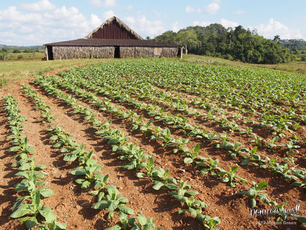 Olympus E-PL5 - Cuban Tobacco Farm