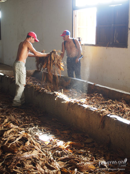 Olympus E-PL5 - Tobacco Workers In Cuba