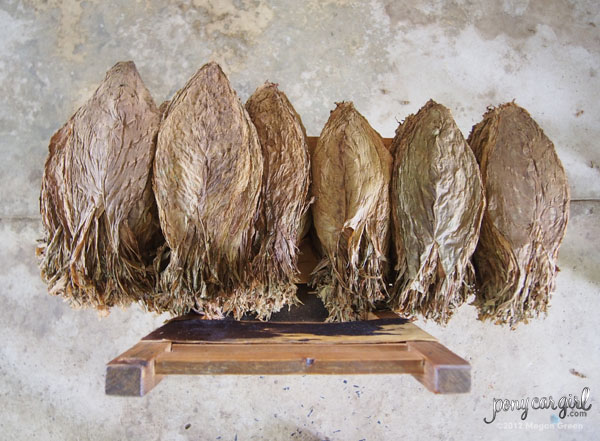 Olympus E-PL5 - Drying Tobacco In Cuba