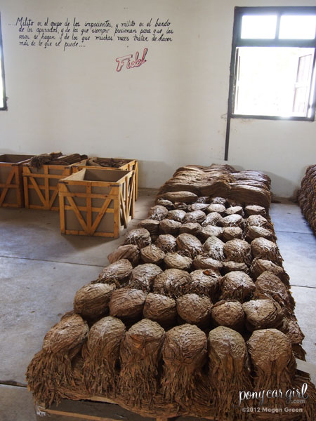 Olympus E-PL5 - Drying Tobacco In Cuba