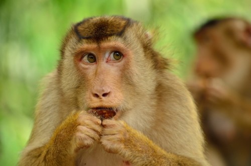 Pig tailed macaques by Erithacus