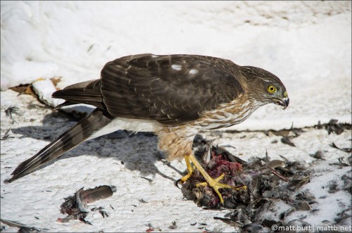 Blackbird For Lunch by mattb