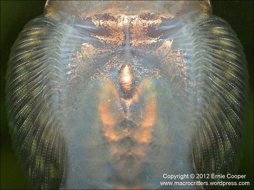 Underside of a Hillstream Loach - Photo by Ecooper