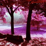 Lomochrome Purple Film Sample Photo - Purple Foliage